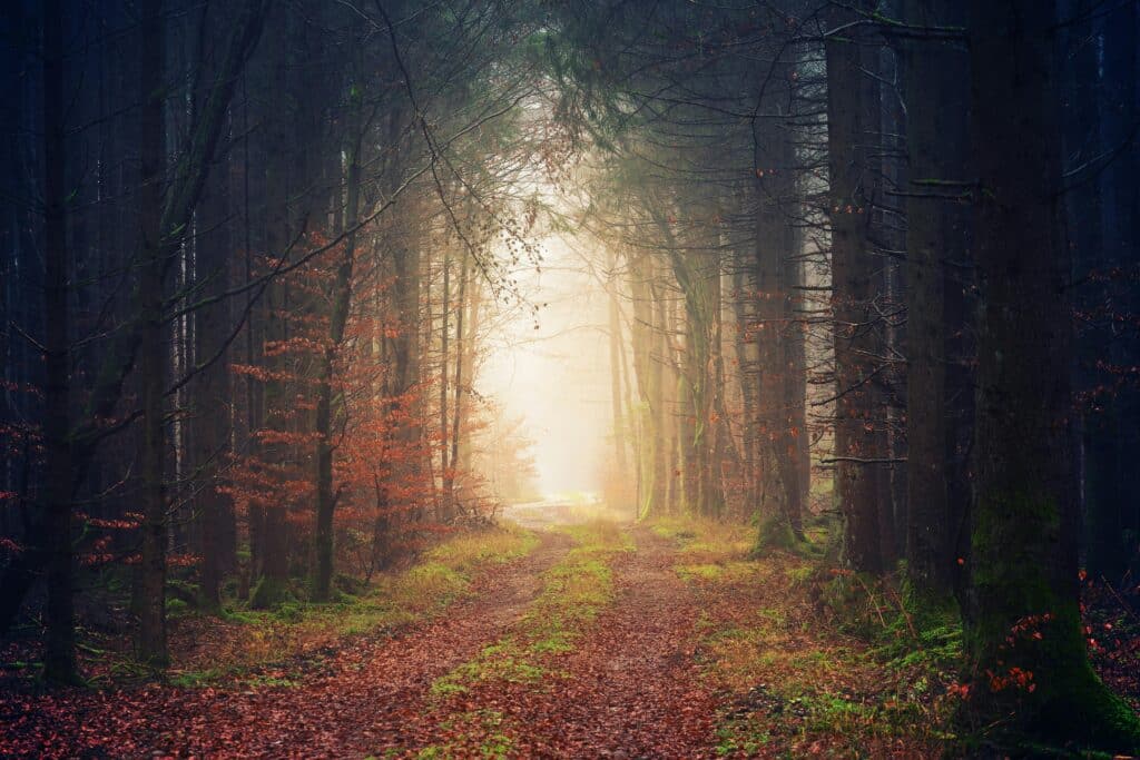 Enchanting view of a misty forest pathway during autumn, surrounded by towering trees and colorful leaves.